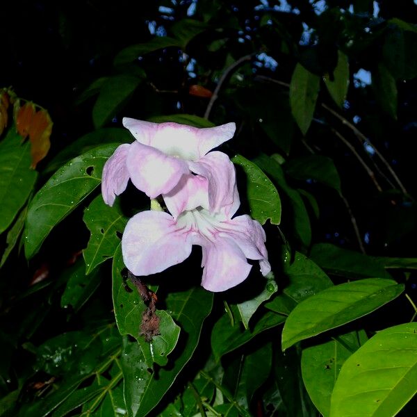 Bignonia aequinoctialis Kvet