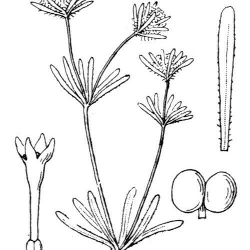 Asperula arvensis Other