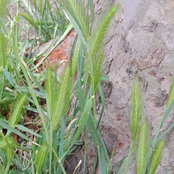 Hordeum murinum Blüte