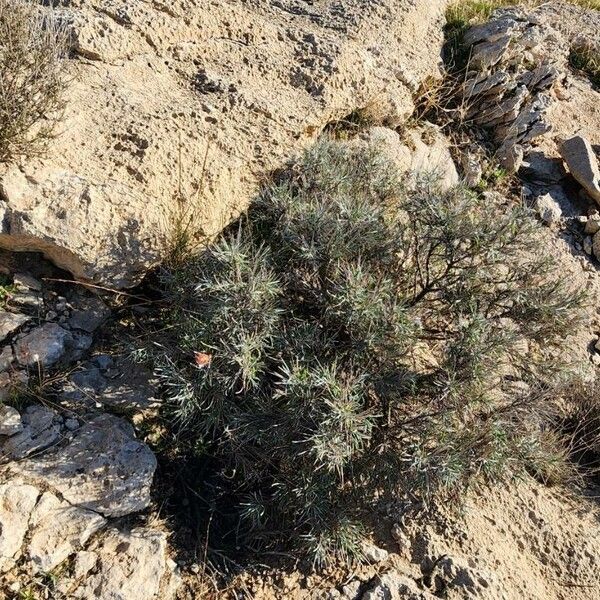 Ebenus stellata Plante entière