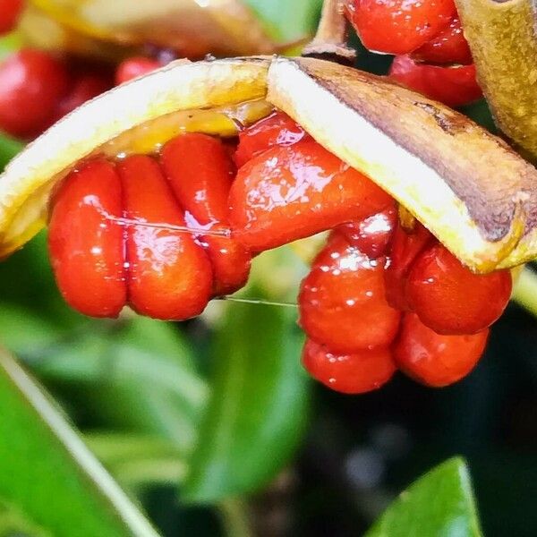 Pittosporum tobira Fruit