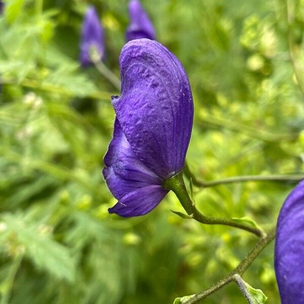 Aconitum variegatum Blüte