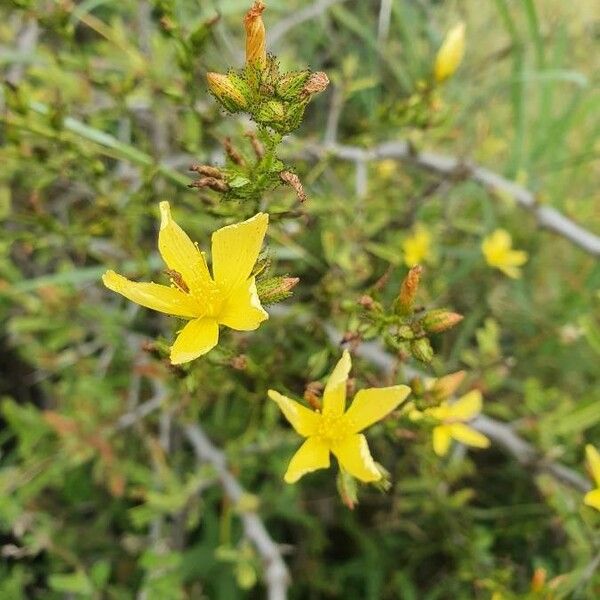 Hypericum annulatum Flor