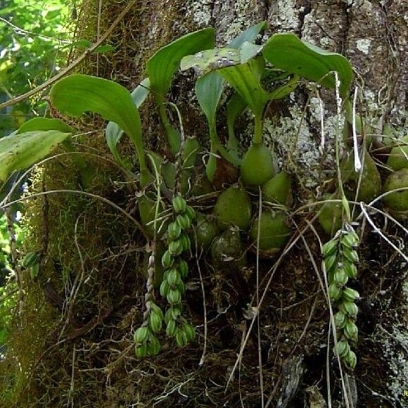 Coelogyne pallida Облик