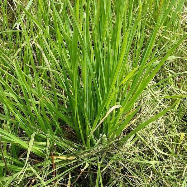 Acorus calamus Leaf