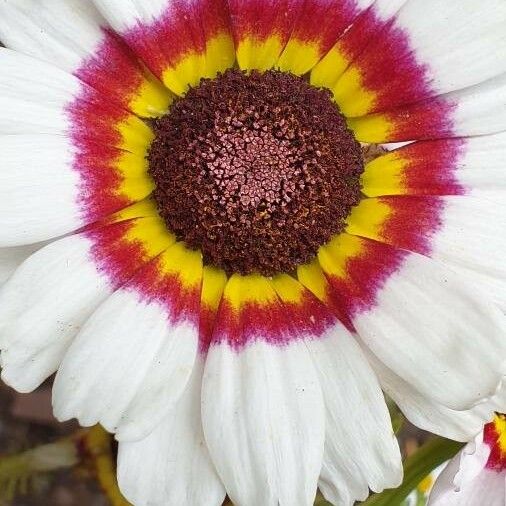 Ismelia carinata Λουλούδι
