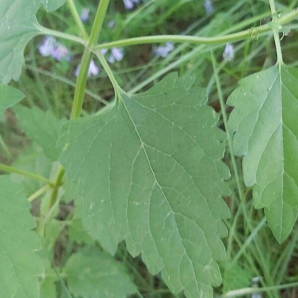 Scutellaria columnae Φύλλο