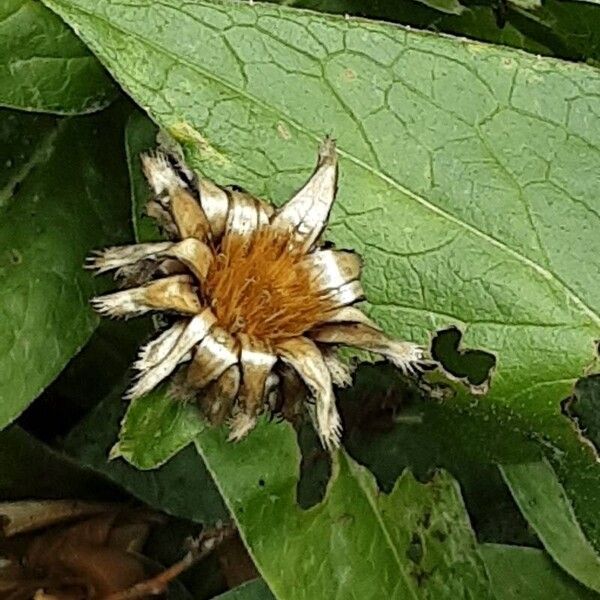 Centaurea triumfettii Frucht