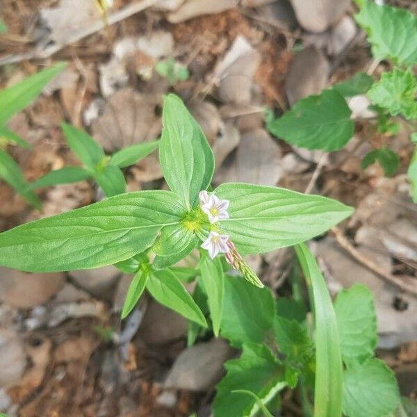 Spigelia anthelmia Цветок