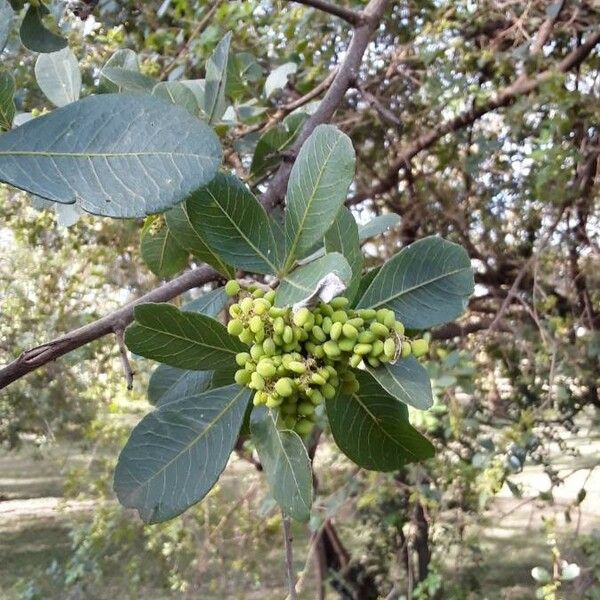 Searsia natalensis Folha