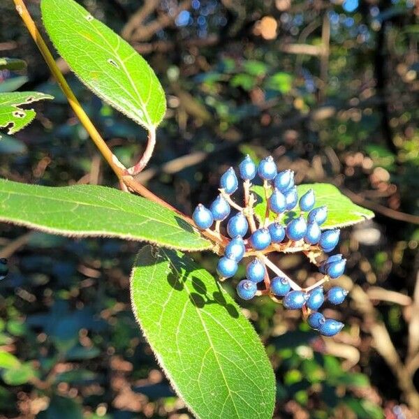 Cornus amomum Frukt