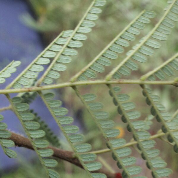 Acaciella villosa Leaf