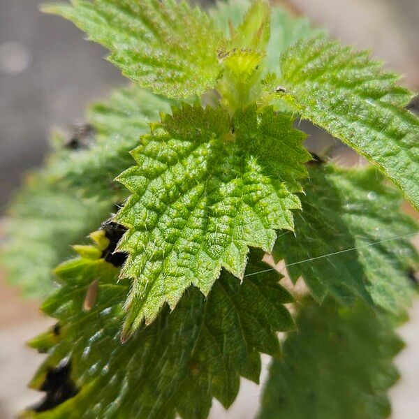 Urtica dioica Ліст