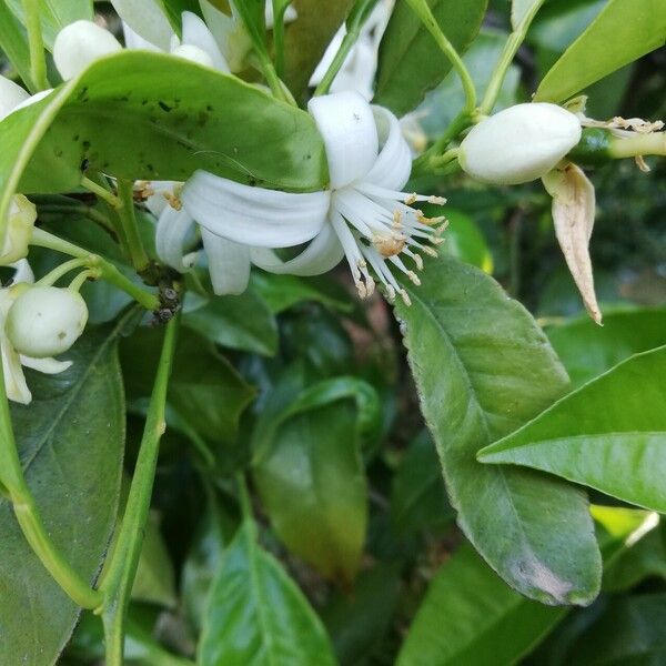 Citrus × aurantium Kwiat