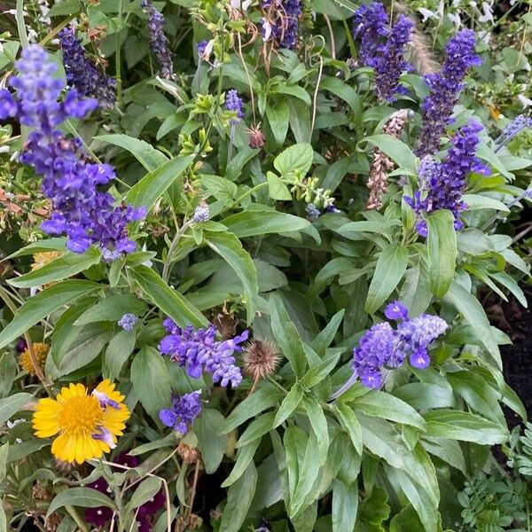 Salvia farinacea Habit