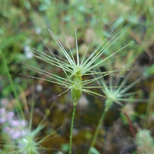 Aegilops geniculata Кветка