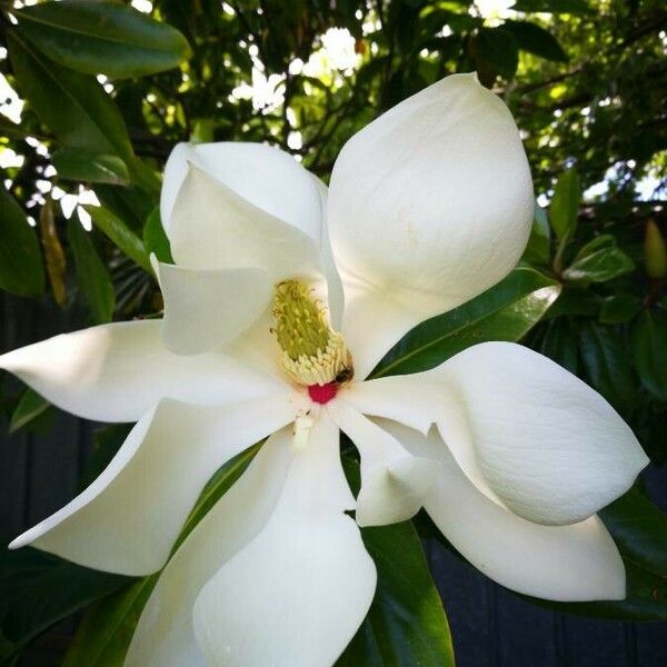 Magnolia grandiflora Flower