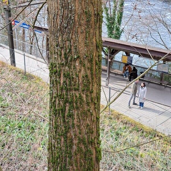 Ulmus glabra Bark