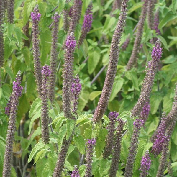 Teucrium hircanicum 花