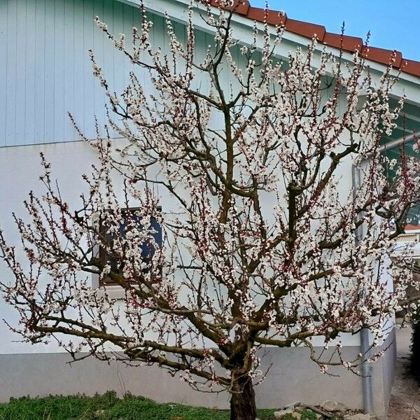 Prunus armeniaca Habit