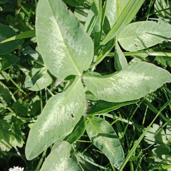 Trifolium medium Лист