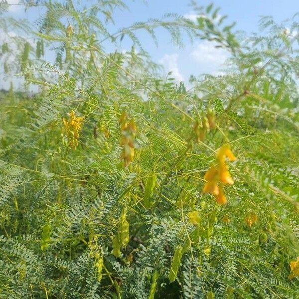 Sesbania drummondii Leht