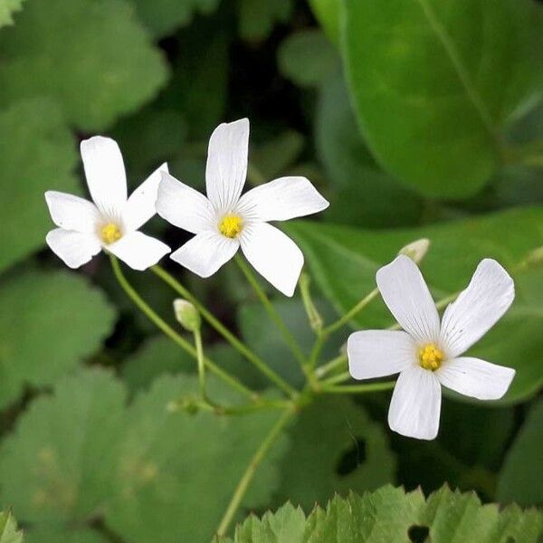 Oxalis articulata Virág