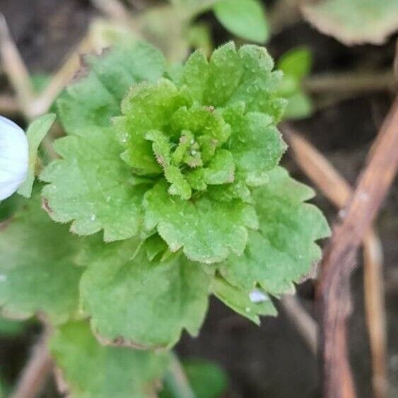 Veronica agrestis Leaf