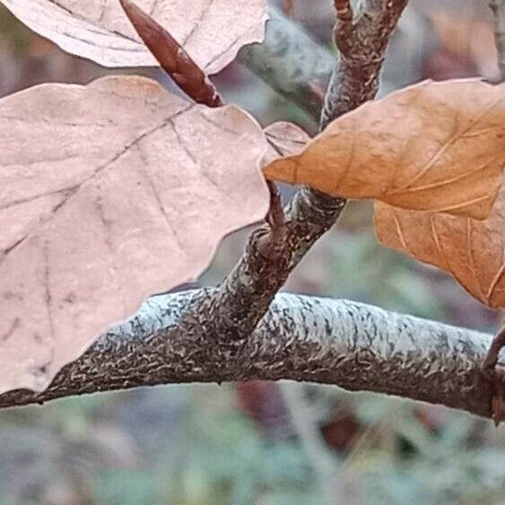 Fagus sylvatica Кора