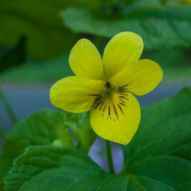 Viola sempervirens Blüte