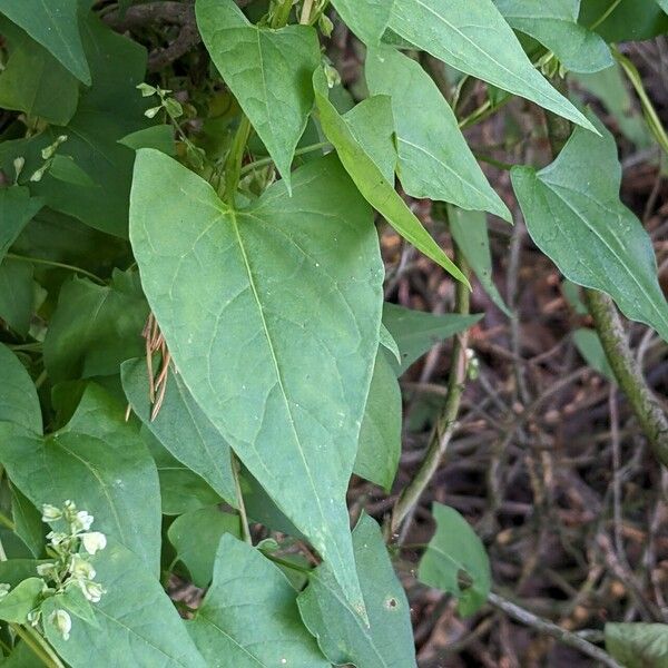 Fallopia dumetorum Feuille