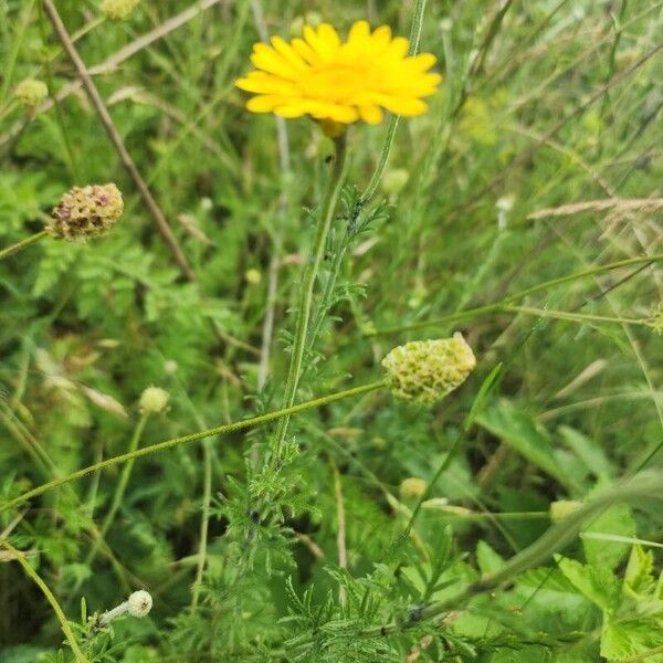 Cota tinctoria Flor