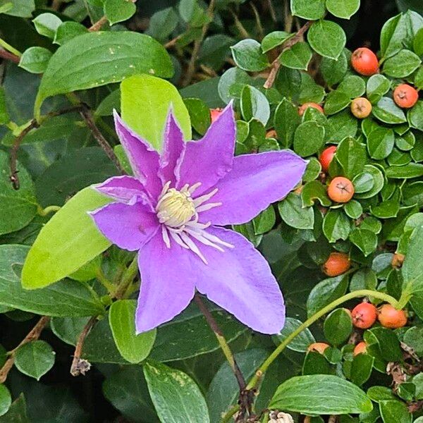 Clematis viticella Цвят