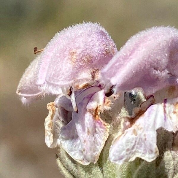 Phlomis purpurea Кветка