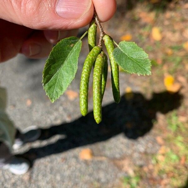 Betula lenta Vaisius