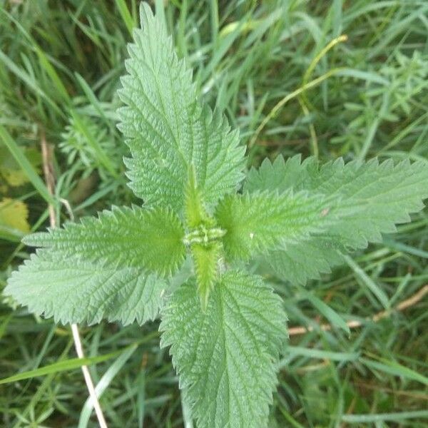 Urtica dioica 葉