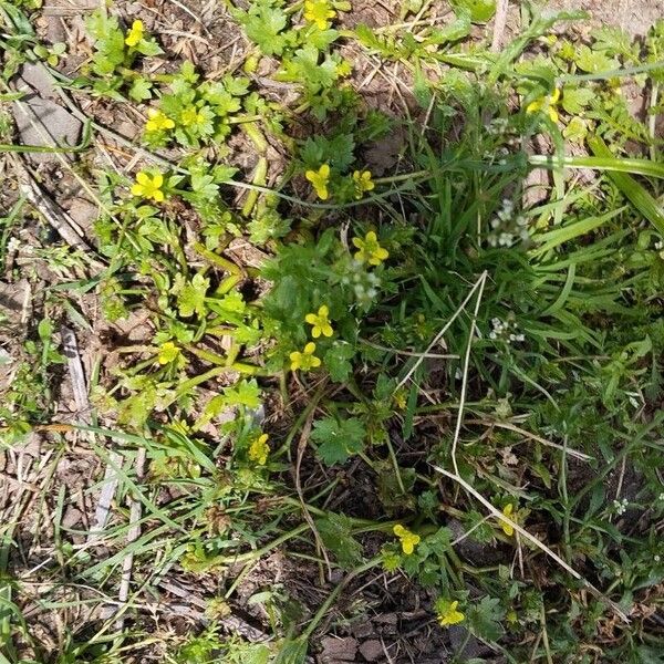 Ranunculus muricatus Blüte