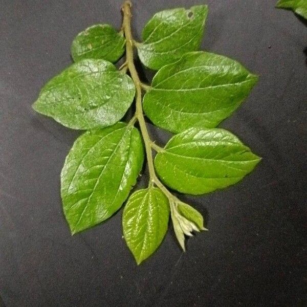 Ziziphus oenopolia Leaf