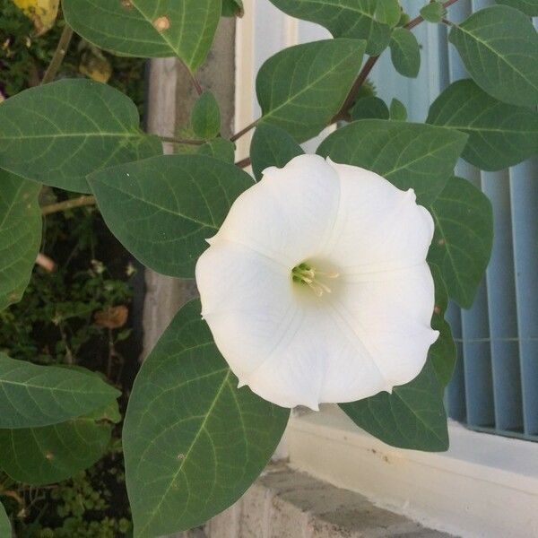 Datura inoxia Flor