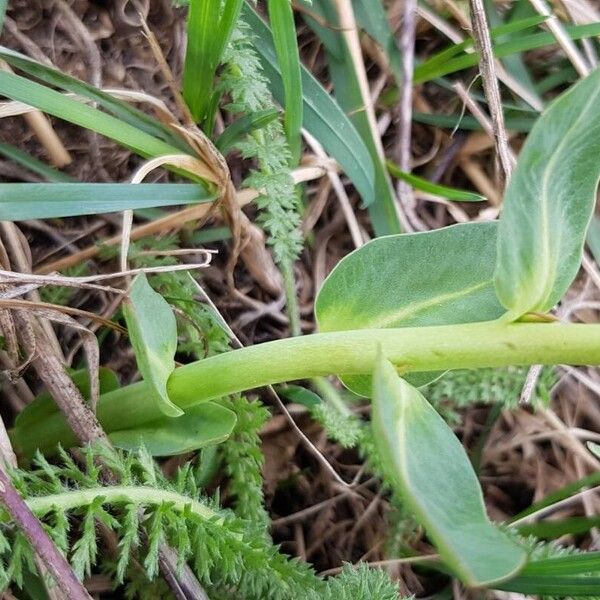 Cerinthe glabra Kabuk