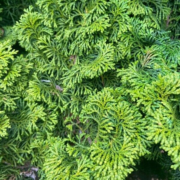 Chamaecyparis obtusa Leaf