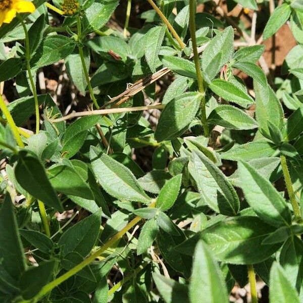 Aspilia mossambicensis Leaf