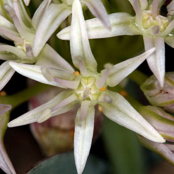 Allium anceps Flor