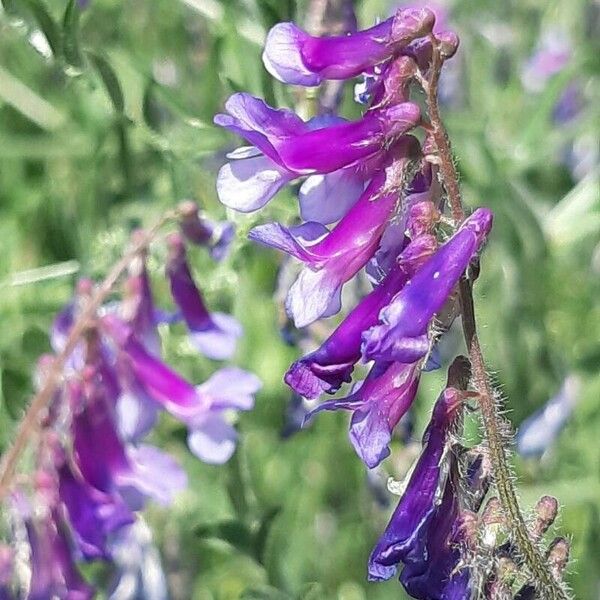 Vicia villosa Flower