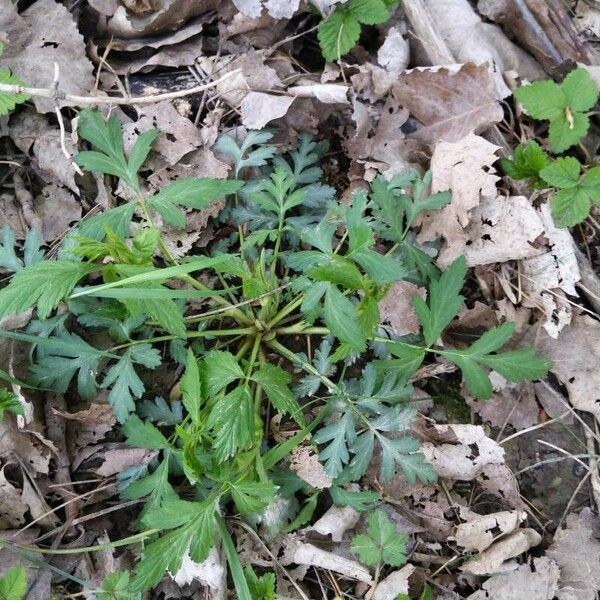 Rudbeckia laciniata Leaf