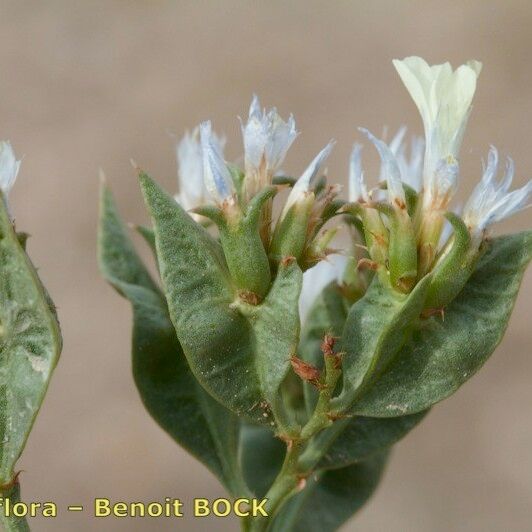 Limonium lobatum Fruit