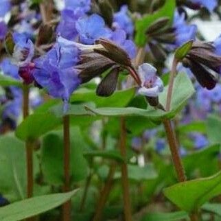 Pulmonaria angustifolia Bark