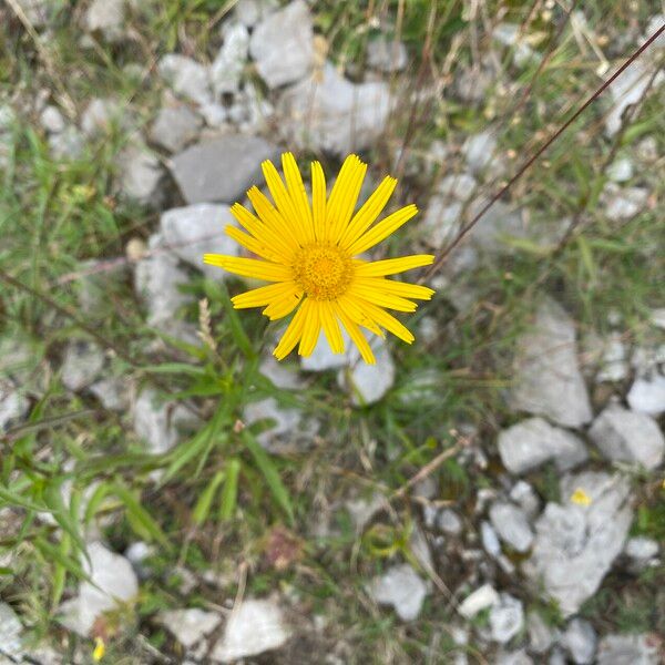 Buphthalmum salicifolium Λουλούδι