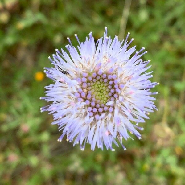 Jasione montana Blomma