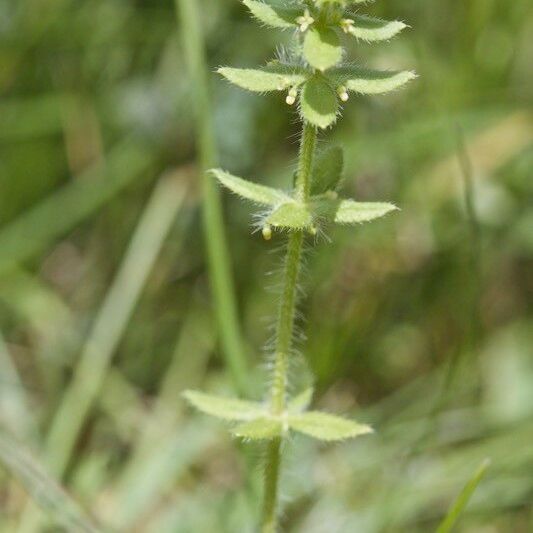 Cruciata pedemontana Máis